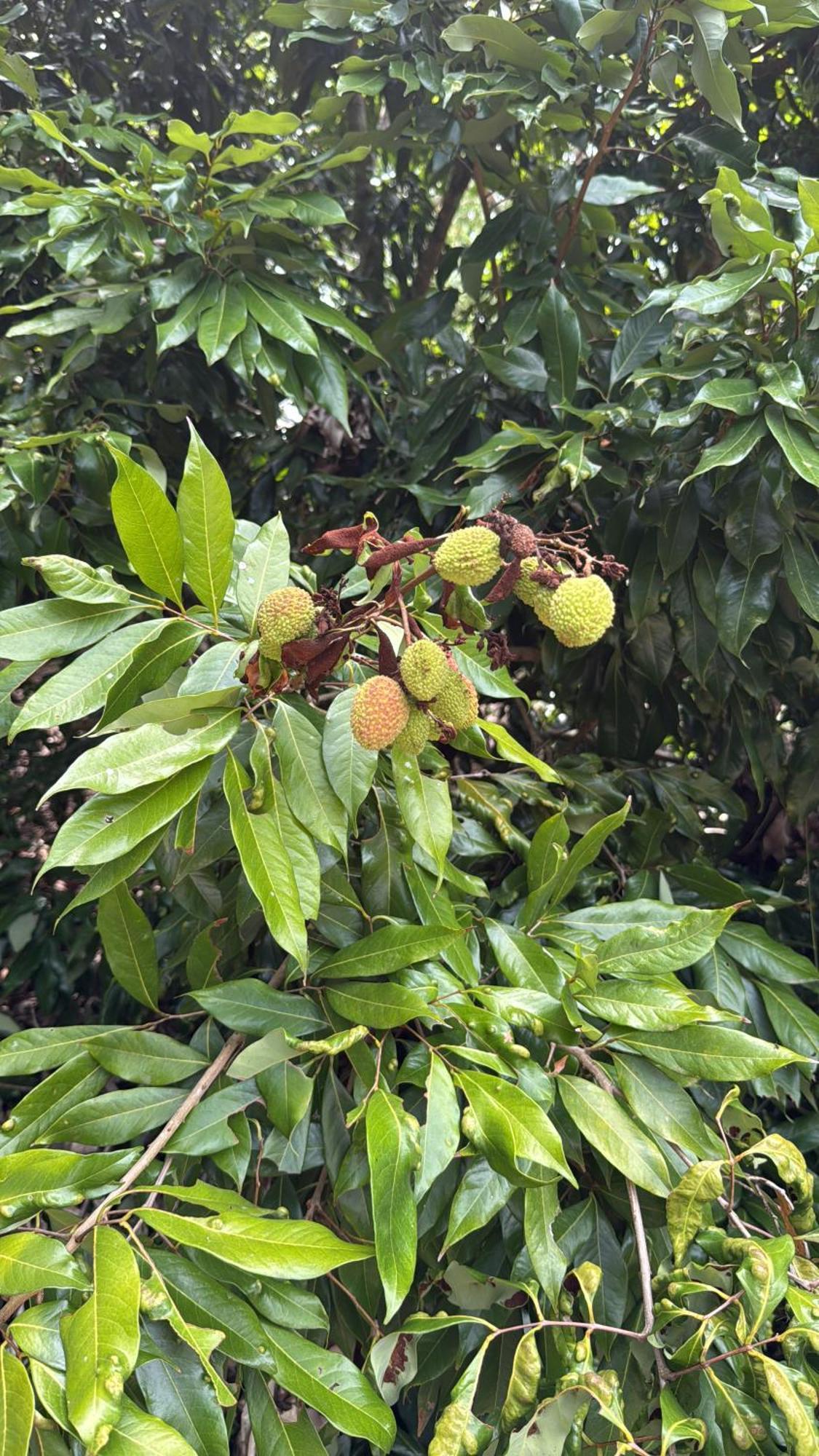 Casarao Verde Sao Luiz do Paraitinga Eksteriør bilde